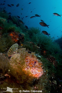 Scorpionfish by Pietro Cremone 